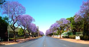 These eastern united state natives naturally found at the edge of forests can grow 20 to 30. List Of Tropical Flowering Trees As An Alternative Cherry Blossom Names Of Trees