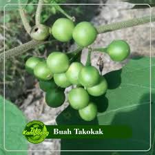Manfaat buah rimbang untuk mata. Jual Biji Tekokak Terbaru Lazada Co Id