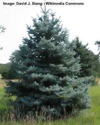 Often tropical evergreens are extremely tall, with long bare trunks and a broad, flattened crown. Types Of Evergreen Trees With Identification Guide And Pictures