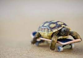 Ffffound Baby Turtles Turtle Cute Animals #cute turtle #miles is everything rn #radiating positivity and happiness #miles kane #post mk3. ffffound baby turtles turtle cute