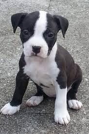 American Staffordshire Terrier Amstaff Staffordshire Terrier Puppy American Staffordshire Terrier Puppies American Staffordshire Terrier