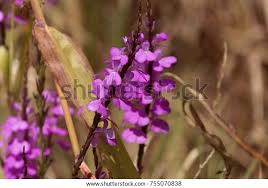 Image result for Striga chrysantha