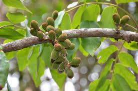 Image result for Cnestis