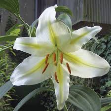 Diccionario Visual Con Audio En Espanol 43 Flores Aprender Espanol