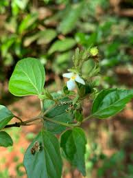 Image result for Premna mooiensis