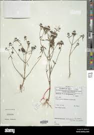 Image result for Haumaniastrum katangense