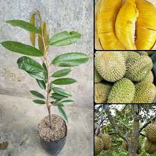 Bergantung pada jarak penanaman bibit pohon yang dilakukan. Jual Azzahra Berkah Bibitku Durian Musangking Bibit Tanaman Buy 3 Get 1 Terbaru Juni 2021 Blibli