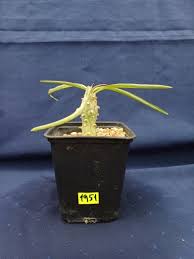 Image result for Euphorbia platyrrhiza