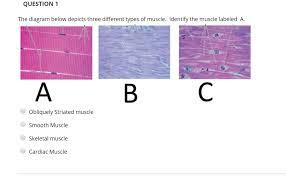 This might sound like a strange question, right? Question 1 The Diagram Below Depicts Three Different Chegg Com