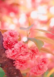 Big pictures of pink flowers and pink blossoms,beautiful pink flower photos and images on this website for free! Fashion Aesthetics Outdoors Pink Flowers Cherry Blossom Stock Images Page Everypixel