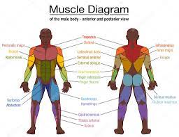 Functions of the muscular system. Muscle Diagram Most Important Muscles Of An Athletic Black Man Anterior And Posterior View Male Body Labeled Vector Illustration Chart On White Background Premium Vector In Adobe Illustrator Ai Ai
