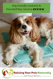 Pet Friendly Hotels In Chicago Metro Dog Friendly Lombard Hotel Extended Stay Review Dog Friends Pet Friendly Hotels Pets