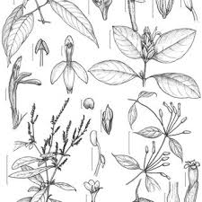 Image result for Justicia sp. A cf. engleriana