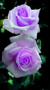 How Was Ur Day In 2020 Beautiful Rose Flowers Beautiful Roses Beautiful Flowers