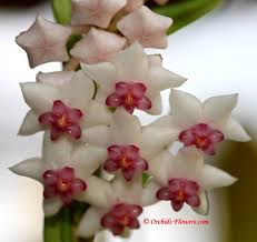 Image result for Brachycorythis velutina