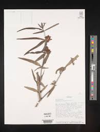 Image result for Blepharis dunensis