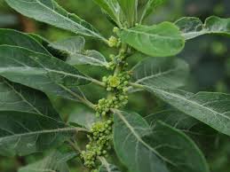 Image result for Peraceae