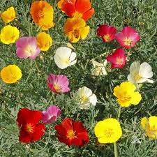Whether your gardening space needs a bright, warm color like a vivid orange or a softer, cool color like blue, examine your poppy. California Poppy Seeds Mixed Colors Flower Seeds In Packets Bulk Eden Brothers