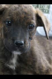 Pin By Maria Meienburg On Cute And Cuddly Top Dog Breeds Black Mouth Cur Puppies Black Mouth Cur Dog