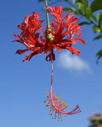 Image result for Hibiscus schizopetalus