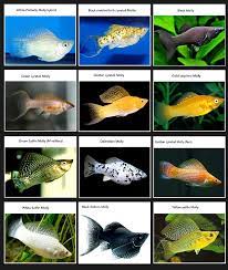 Ikan Hias Molly Jantan Dan Betina