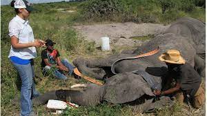 Mar 13, 2018 · in captivity, elephants sleep 3.1 to 6.9 hours at night, lying down for one to 4.5 hours at a time and getting up to feed between naps. Mysteries Of Elephant Sleep Revealed Bbc News