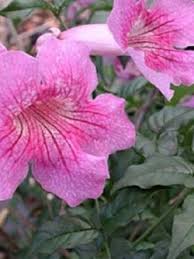 Maybe you would like to learn more about one of these? à¹à¸®à¸›à¸› à¹€à¸™à¸ª à¸Šà¸¡à¸ž à¸®à¸²à¸§à¸²à¸¢ Pink Trumpet Vine à¸žà¸£à¸²à¸§à¸Šà¸¡à¸ž Premium Seed Shop Inspired By Lnwshop Com
