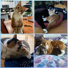 Northwoods Humane Society