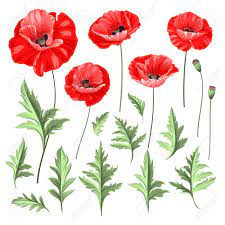 So soll der blumenschmuck perfekt zur persönlichkeit des. Vintage Mohn Set Hochzeit Blumen Bundeln Blumen Sammlung Von Aquarell Detaillierte Hand Gezeichnet Mohn Vektor Illustration Lizenzfrei Nutzbare Vektorgrafiken Clip Arts Illustrationen Image 54294733