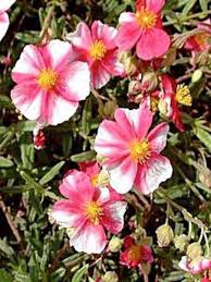 Skip to the beginning of the images gallery Heliantheme Raspberry Ripple Helianthemum Le Jardin Du Pic Vert