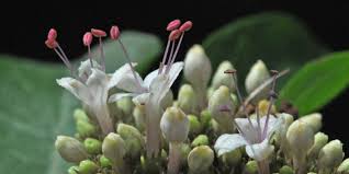 Image result for Volkameria