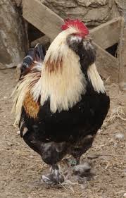 We did not find results for: Salmon Faverolles Little Patch Of Weeds Farm