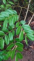 Image result for Copaifera baumiana