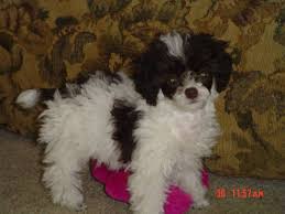 Black And White Parti Toy Poodle Parti Poodle Toy Poodle Puppies Tiny Toy Poodle Toy Poodles For Sale