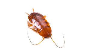 We did not find results for: A Comprehensive Guide To The Common Cockroaches Found In Ms Al La