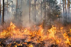 Natuurbrand park de hoge veluwe 2014; Evacuaties Vanwege Grote Bosbranden Zuid Frankrijk Travmagazine
