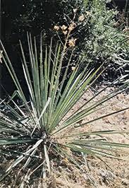 Parts of the yucca plant can be. Make Yucca Soap And Yucca Shampoo Do It Yourself Mother Earth News