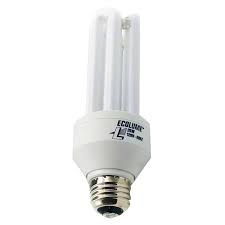 Image result for Ctenium longiglume