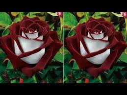 Diy Cara Membuat Bunga Mawar Dari Plastik Kresek How To Make Rose Flower From Plastic Bag Youtube Di 2020 Bunga Mawar Kreatif