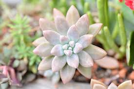 多肉植物被子植物多肉植物樸順德 Google Search