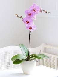 Pin On Gardening Ideas