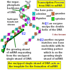 Mrna and transcription worksheet as a derivative of big methods solution questions. Ribosomes Dna Rna Mrna Trna Functions Protein Synthesis In Cytoplasm Double Helix Structure Paired Bases A T C G Nucleotides Sugar Phosphate Polymer Translation Decoding Triplet Base Codes Adenine Cytosine Guanine Thymine A T C G