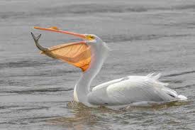 These fish are deep sea living animals with a massive mouth and a long, spindly tail. Pelican Facts Habitat Behavior Diet