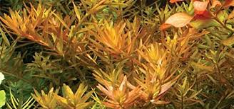 Image result for Rotala filiformis
