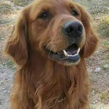 Blue moon goldens has been breeding goldens for 10 years, and we take great pride in breeding healthy animals with quality heritage. Pacific Northwest Golden Retrievers Facebook