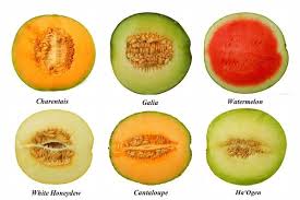 Melon De Toute Sorte Wissenswertes Wissen