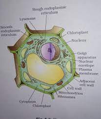 We did not find results for: Draw A Diagram Of A Plant Cell Label The Following Parts Power House Of The Cell Vocuole Cell Wall Brainly In