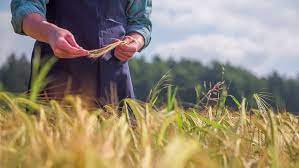 His disciples were picking grains of wheat as they went along. Hakuun This Is A View On Liittyvaa Arkistovideomateriaalia Taysin Rojaltivapaa 12717833 Shutterstock
