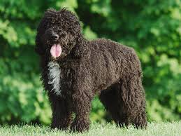 Cão d agua português/portuguese water dog ninhada de 9 crias disponivel para reserva 3machos, 6femeas nascidas a 5 março 2019, entregues apartir das 8 semanas as crias são entregues desparasitadas, vacinadas, com lop e chip identificação. Barbet Perro De Agua Frances Caracter Cria Y Precio