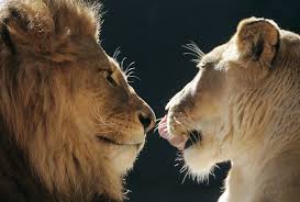 Little Kimble Lion Love Lion And Lioness African Lion
